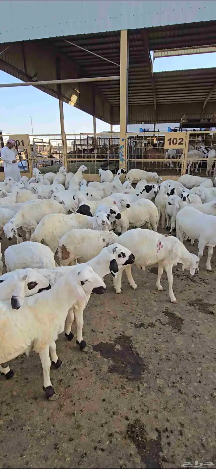 طليان سواكني مع خدمة تصوير ذبح توزيع و توصيل 4