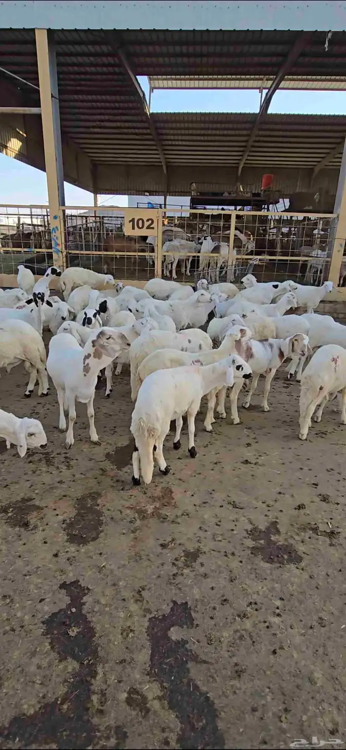 طليان سواكني مع خدمة تصوير ذبح توزيع و توصيل 5