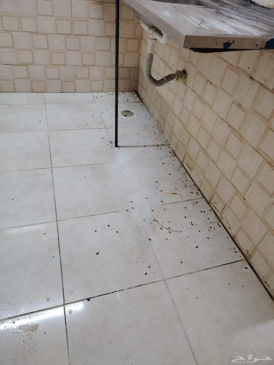 مكافحة الحشرات بجدة النمل الابيض االبق الصراصير رش مبيدات 8