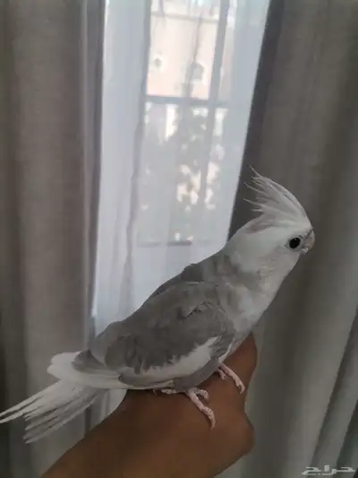 كروان ذكر مونتك 1