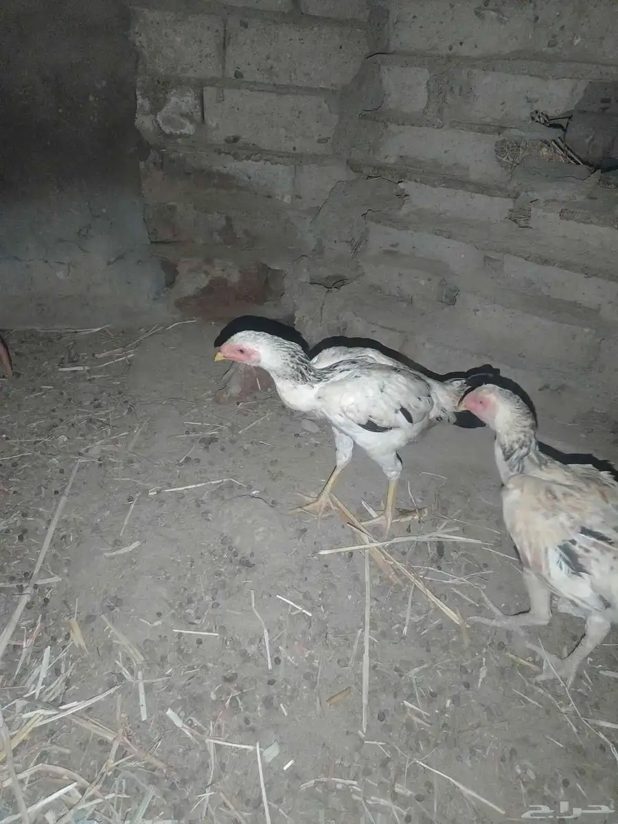 دجاج كويتي 2
