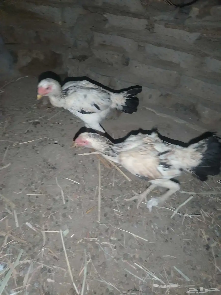 دجاج كويتي 0