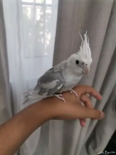 كروان ذكر مونتك 2
