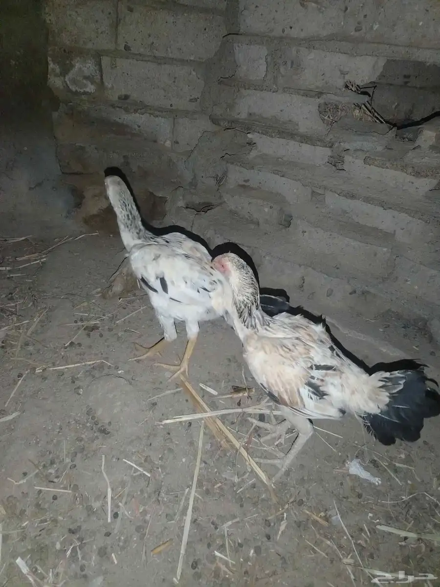 دجاج كويتي 1
