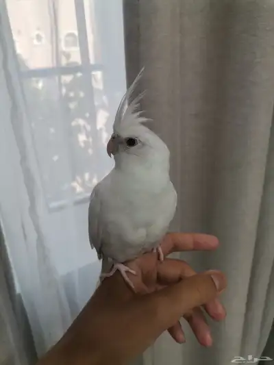 كروان البينو عيون حمر 1