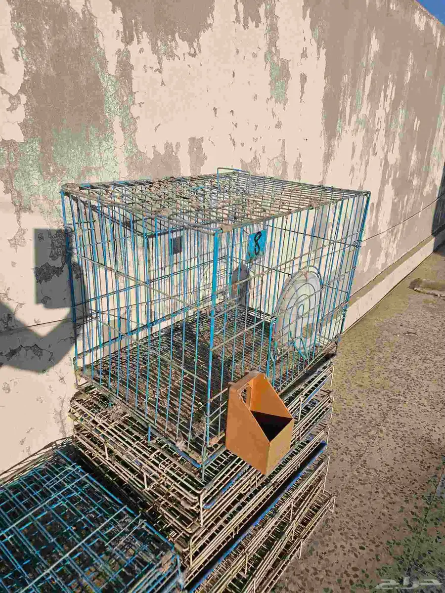 شبوك 2