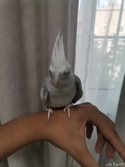 كروان ذكر مونتك 0