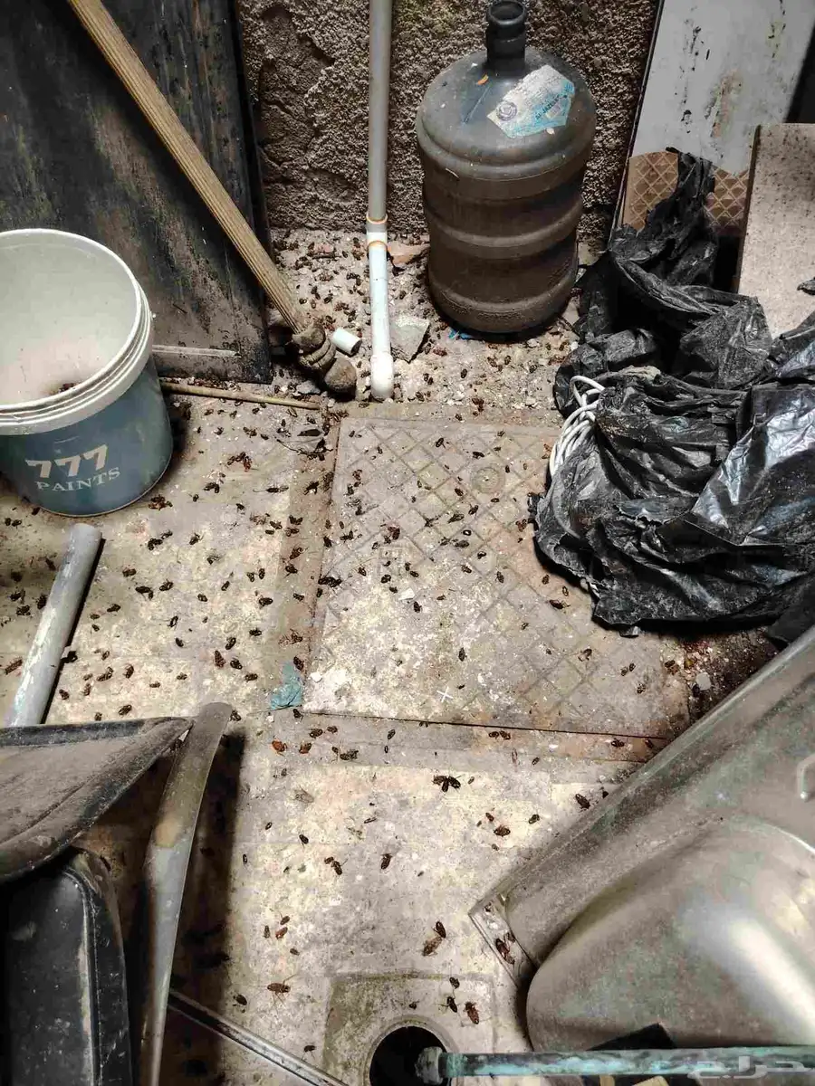 مكافحة الحشرات بجدة النمل الابيض االبق الصراصير رش مبيدات 9