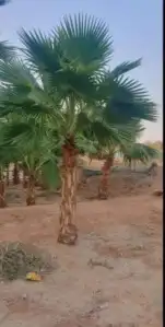 نخيل واشنطونيا زينه جميع المقاسات متوفره 3