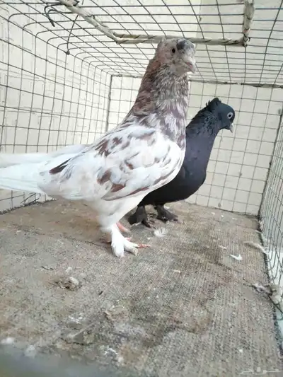 زوج حمام ايراني فارسي 0