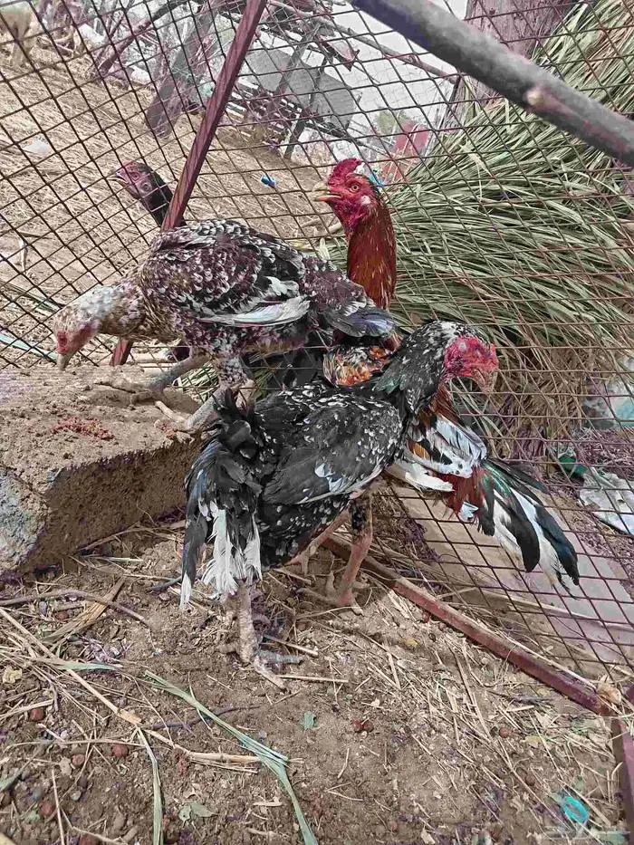 طقم باكستاني سندي بيور 0