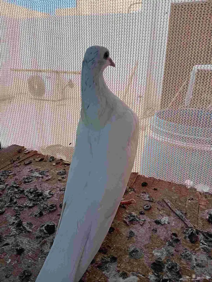 فروخ باكستاني ساندرا. (تم البيع ) 2