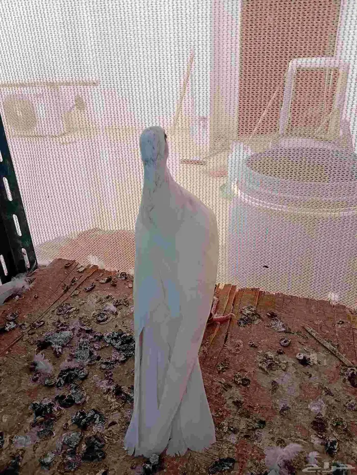 فروخ باكستاني ساندرا. (تم البيع ) 1