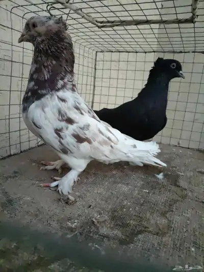 زوج حمام ايراني فارسي 5