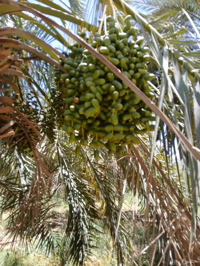 ثمرة نخيل 3