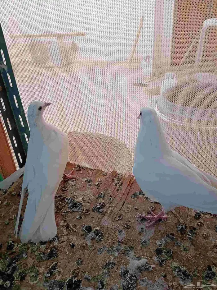 فروخ باكستاني ساندرا. (تم البيع ) 3