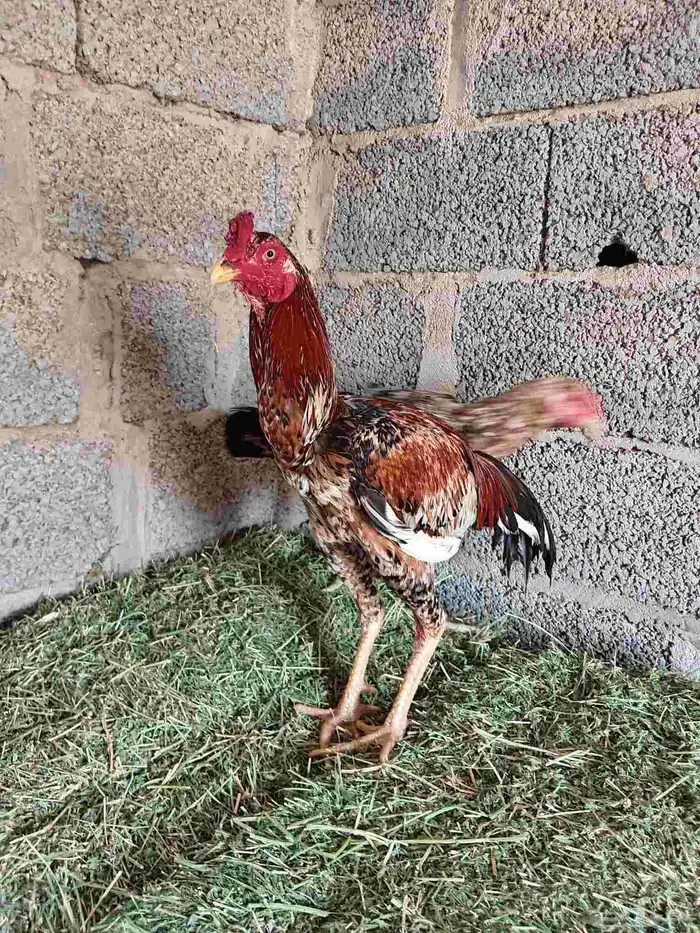 طقم باكستاني سندي بيور 6