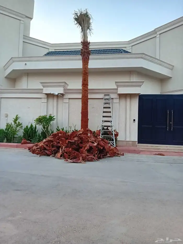 نخل وشنطني زينه للفل واستراحات والبيوت والقصور وا 2