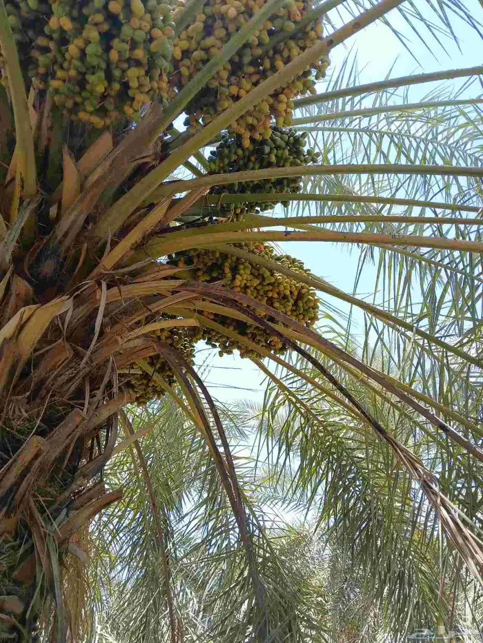 ثمرة نخيل 2
