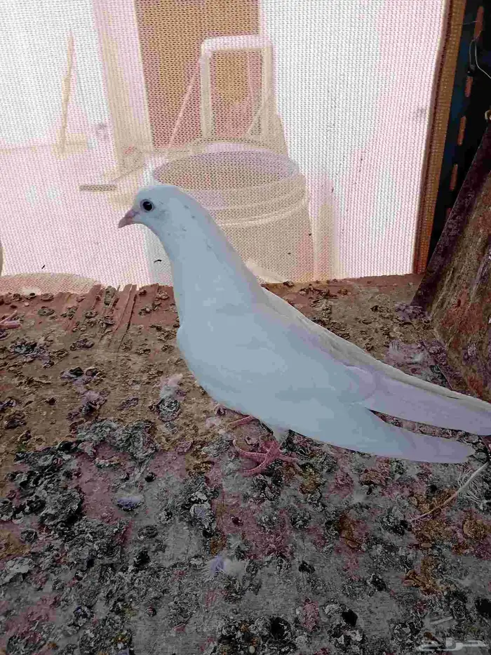 فروخ باكستاني ساندرا. (تم البيع ) 0