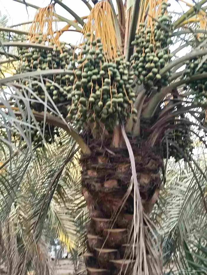 لدينا مزرعه للبيع التمر 4000 نخله خلاص السكري 6
