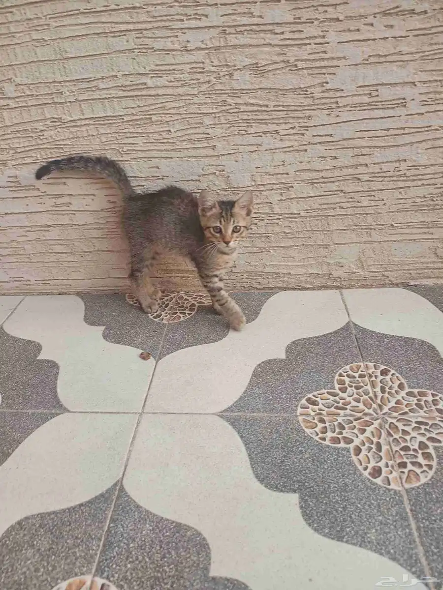 قط صغير لعوب ببلاش للتبني 0
