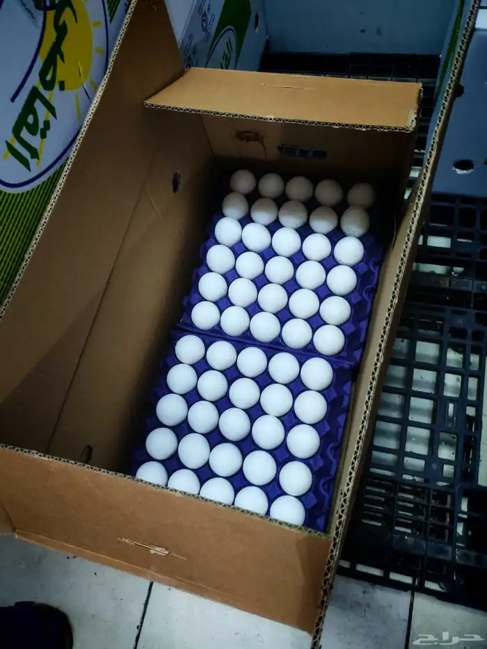 بيض جمله نص كرتون ب 130 فيها 6 اطبقاق شامل التوصيل 1