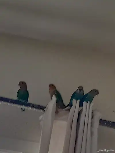 طيور زينه روز 9