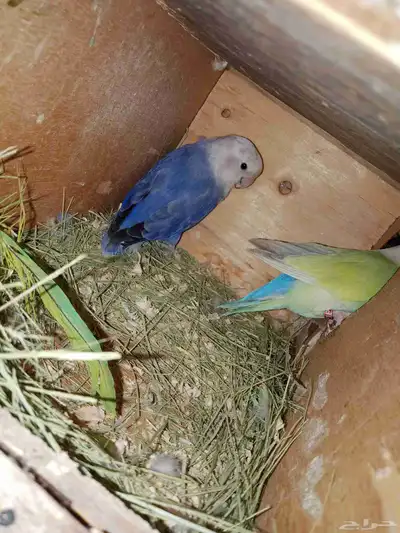 طيور زينه روز 3