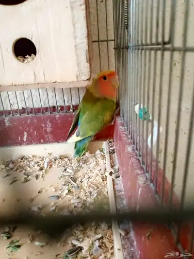 طيور زينه روز 1