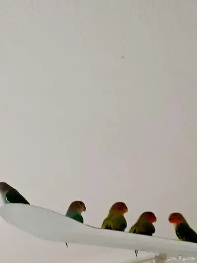 طيور زينه روز 5