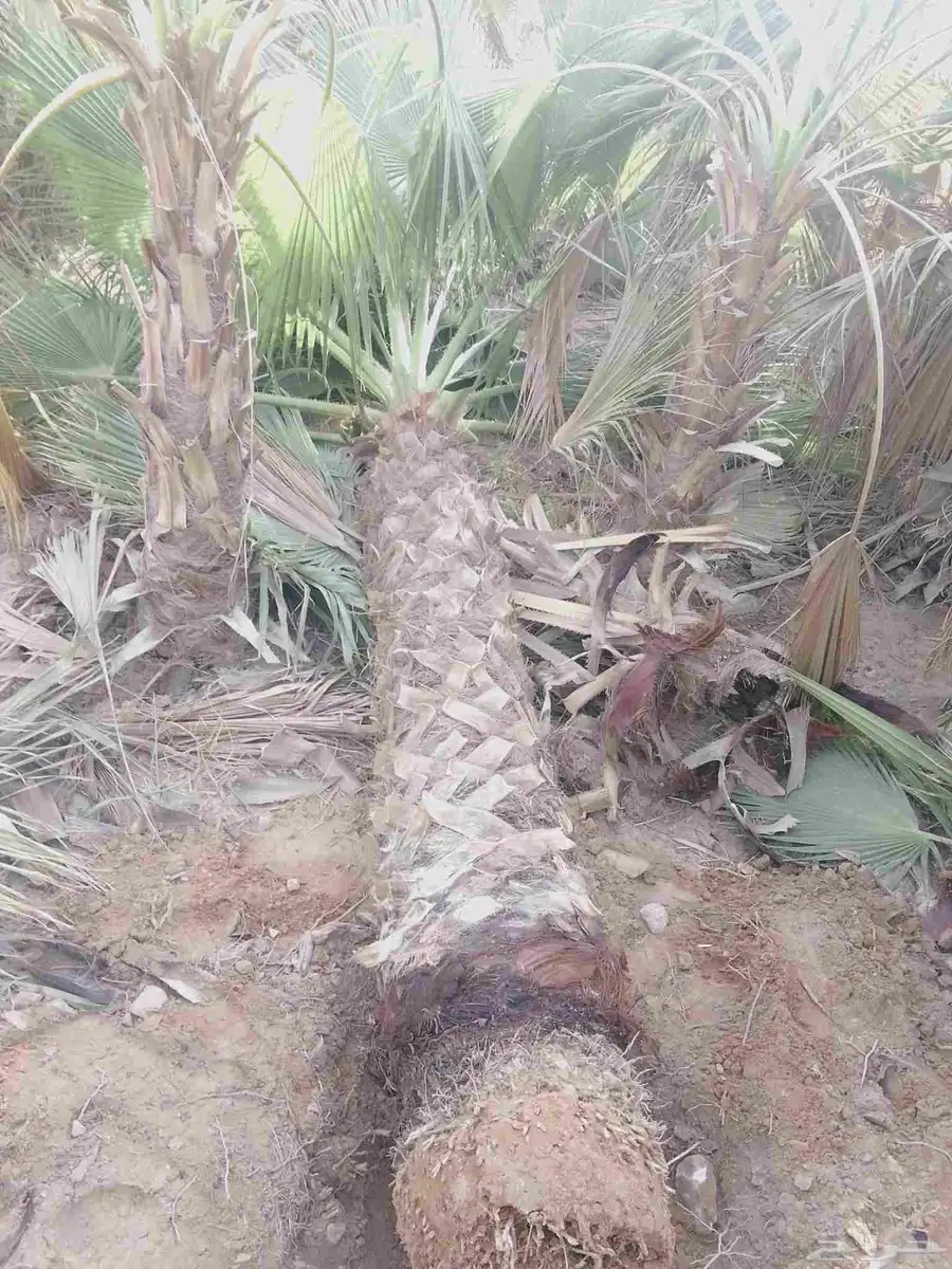 زراعه نخيل 3
