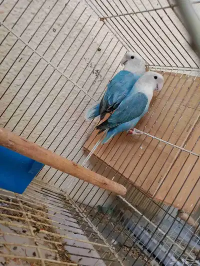 طيور زينه روز 2