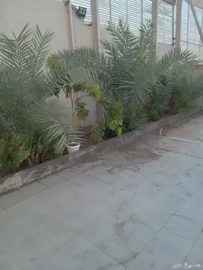 معلم قص اشجار وزراعه وجميع انواع الزراعه بمكه المكرمه خدمه 2 5