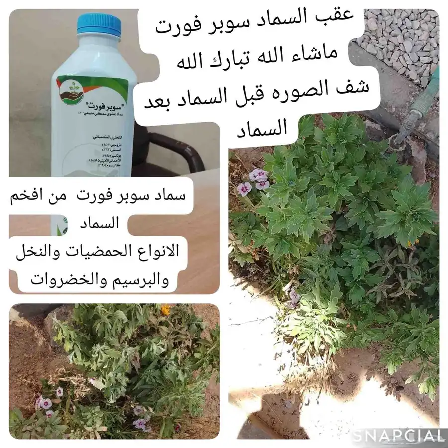 مشتل المزن 3