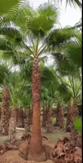 نخيل واشنطونيا زينه جميع المقاسات متوفره 5