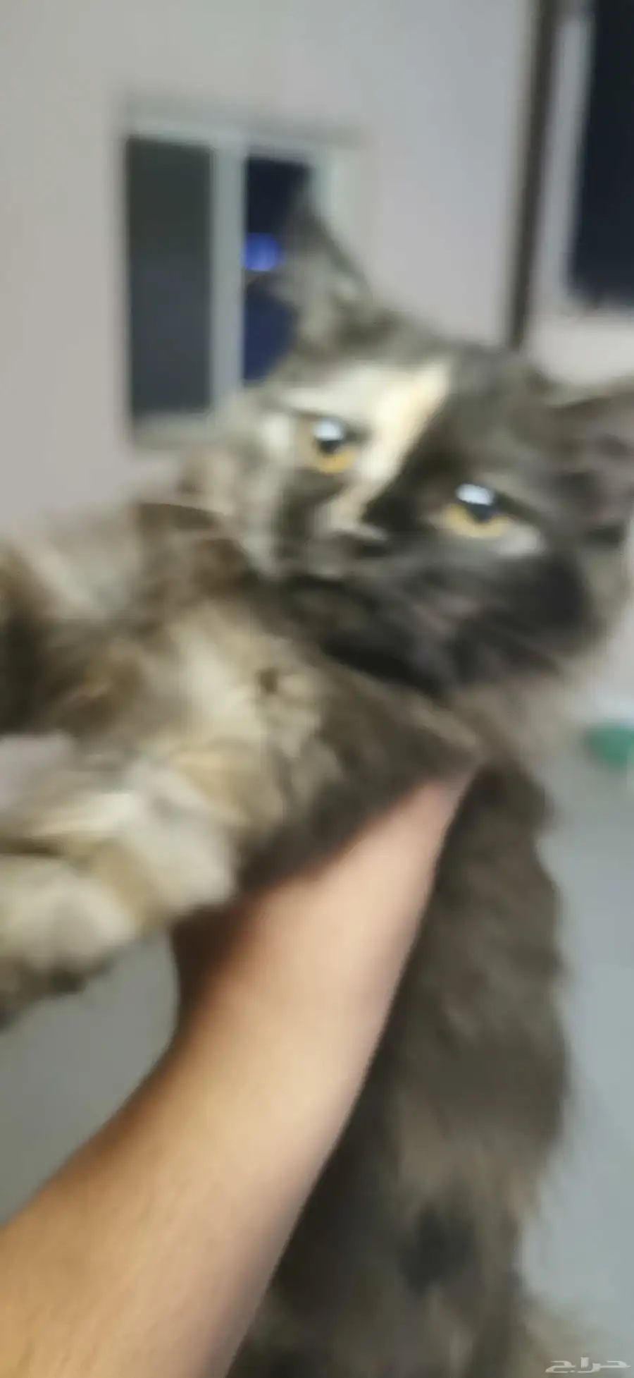 قطط 2