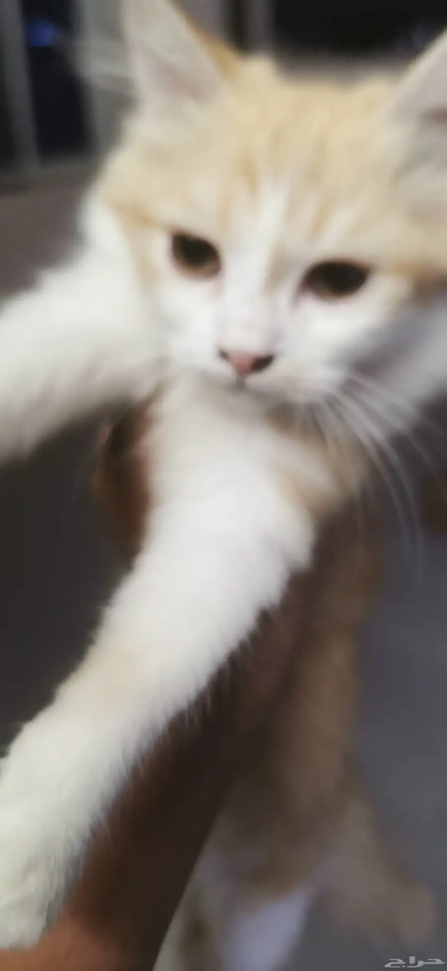 قطط 3