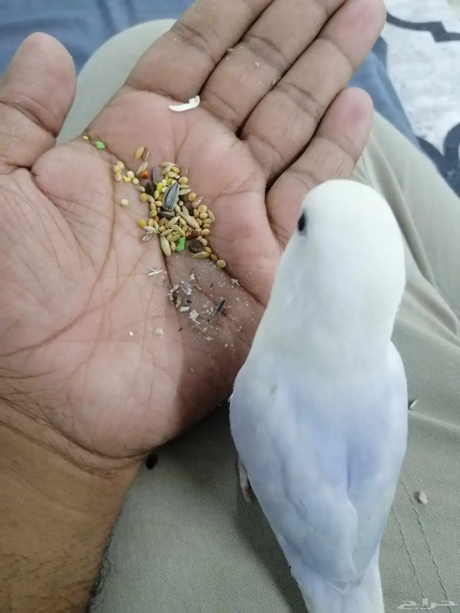 parrot 2