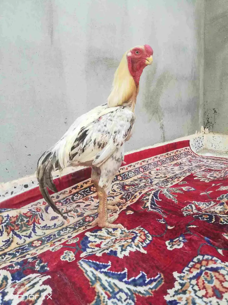 ديك فارسي حجازي 3