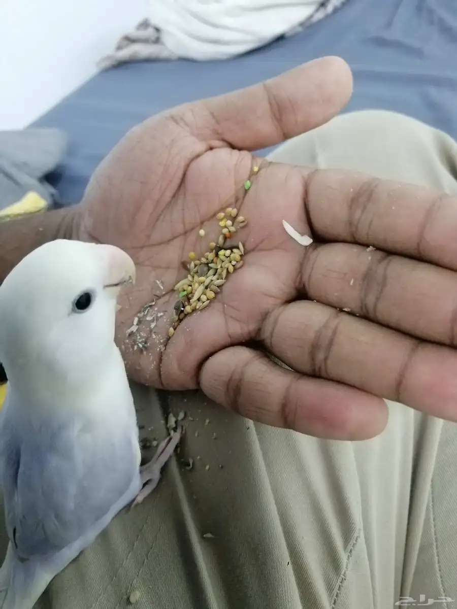 parrot 3