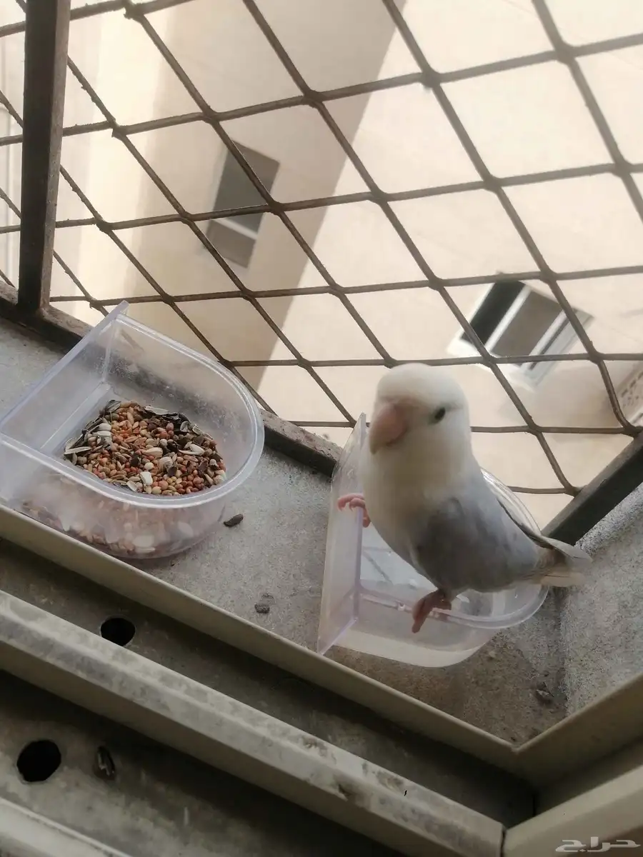 parrot 1