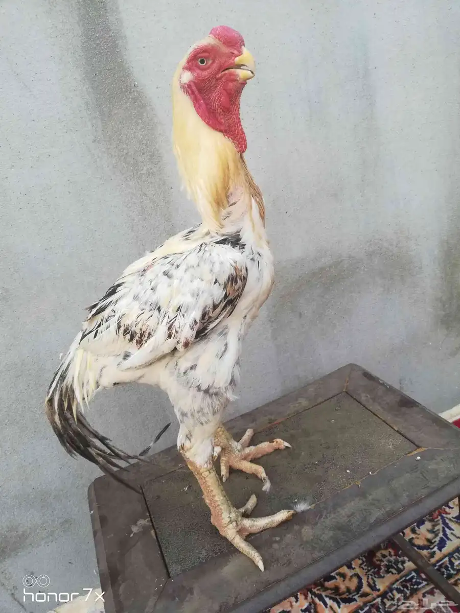 ديك فارسي حجازي 0