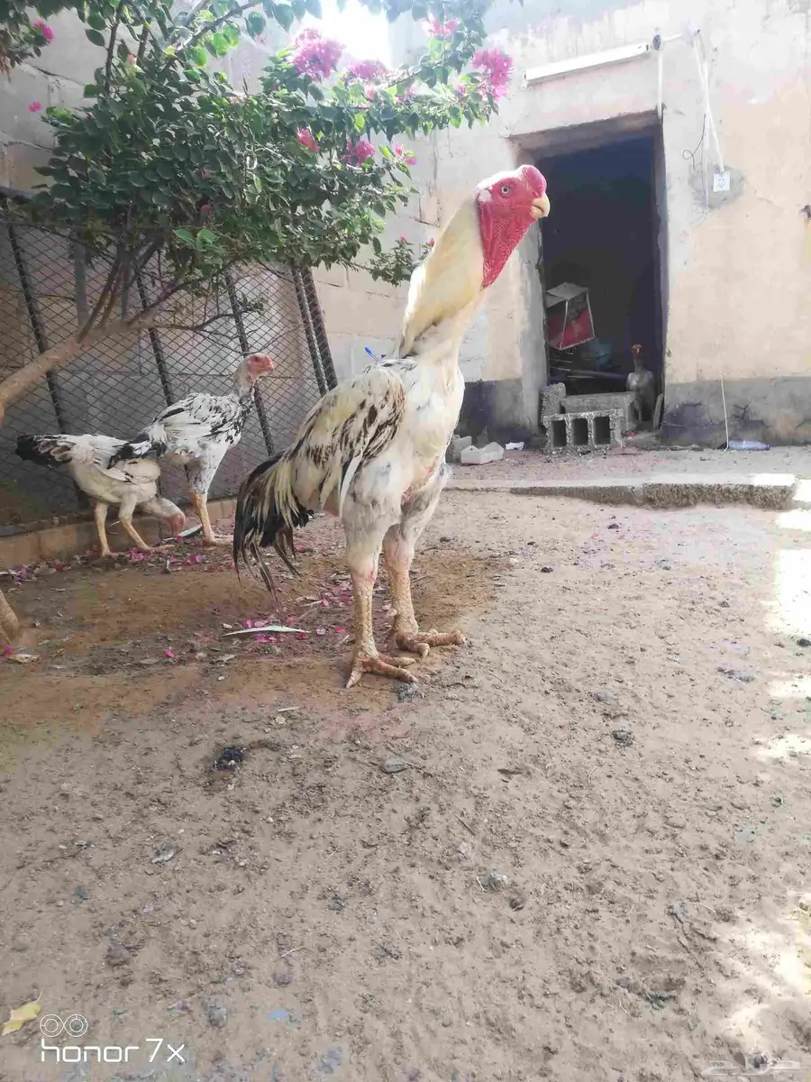 ديك فارسي حجازي 2