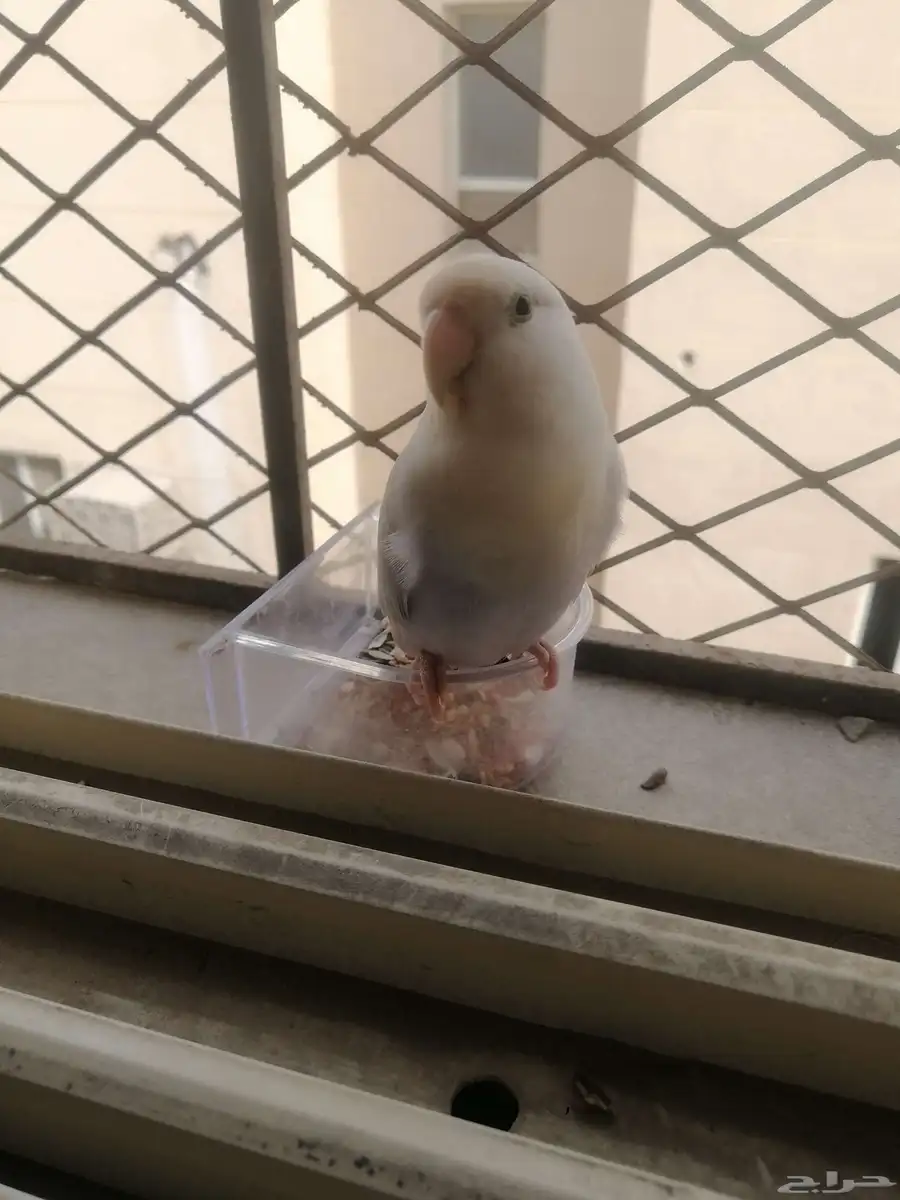 parrot 0