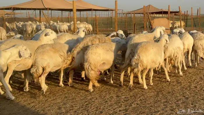 ما شاء الله وتبارك الله أعرض لكم غنم حريات دفيع مفاصيل 2