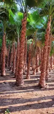 نخيل واشنطونيا زينه جميع المقاسات متوفره 8