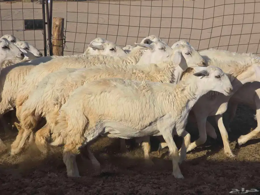 رخال سدر الفحل 4