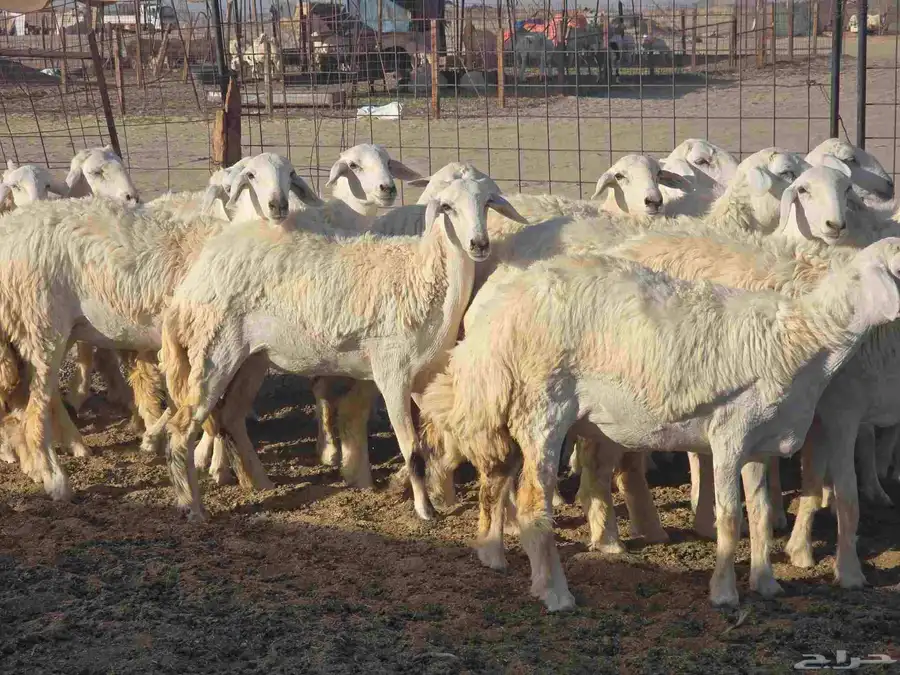 رخال سدر الفحل 5