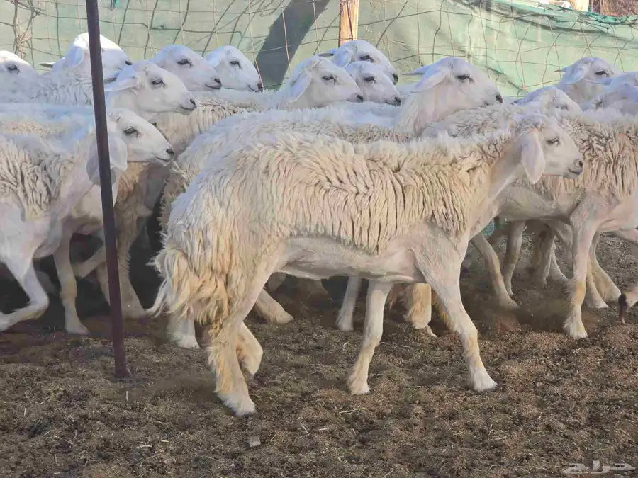 رخال سدر الفحل 9